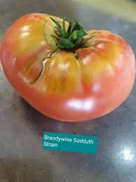 Afbeeldingsresultaat voor brandywine sudduth tomato
