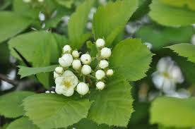 Attēlu rezultāti vaicājumam “Crataegus macracantha flower”