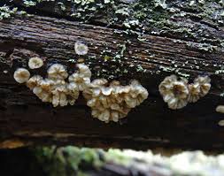 Attēlu rezultāti vaicājumam “Antrodiella faginea”