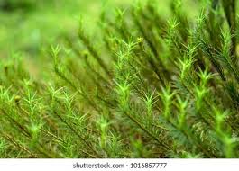 Attēlu rezultāti vaicājumam “Polytrichum commune var. perigoniale”