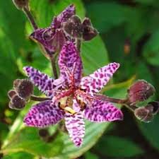 Image result for Tricyrtis `Black Beauty`
