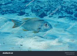 Image result for Monotaxis grandoculis