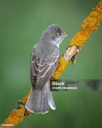 Attēlu rezultāti vaicājumam “Sylvia nisoria”