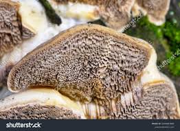 Attēlu rezultāti vaicājumam “Trametes suaveolens”