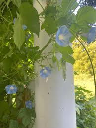 Image result for Ipomoea Heavenly Blue