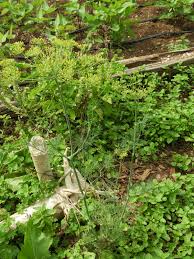Attēlu rezultāti vaicājumam “Anethum graveolens leaf”