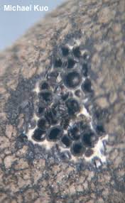 Attēlu rezultāti vaicājumam “Xylaria longipes”