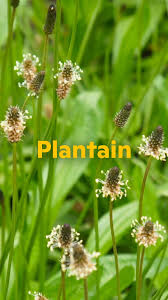 Attēlu rezultāti vaicājumam “Plantago lanceolata fruit”