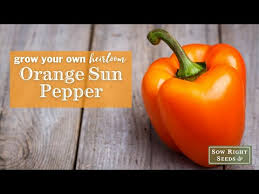 Afbeeldingsresultaat voor orange sun sweet pepper