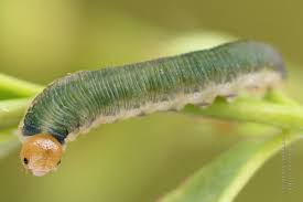 Attēlu rezultāti vaicājumam “Allantus cinctus”