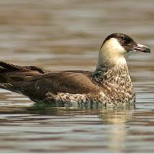 Attēlu rezultāti vaicājumam “Calidris maritima adult”