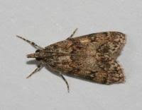 Attēlu rezultāti vaicājumam “Eudonia lacustrata”