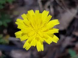 Attēlu rezultāti vaicājumam “Hypochaeris radicata”