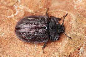 Attēlu rezultāti vaicājumam “Peltis grossa”