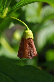 Attēlu rezultāti vaicājumam “Scopolia carniolica”