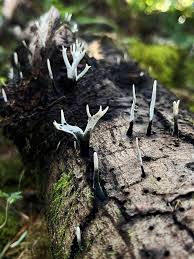 Attēlu rezultāti vaicājumam “Xylaria hypoxylon”