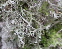 Attēlu rezultāti vaicājumam “Anaptychia ciliaris”