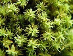 Attēlu rezultāti vaicājumam “Zygodon rupestris”