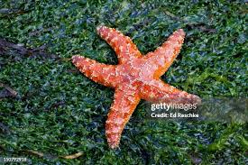 Image result for Asterias rubens