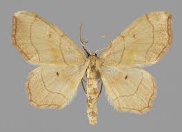 Attēlu rezultāti vaicājumam “Idaea emarginata”