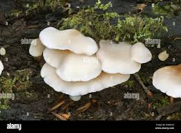 Attēlu rezultāti vaicājumam “Crepidotus applanatus”