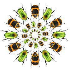 Attēlu rezultāti vaicājumam “Potosia cuprea imago”