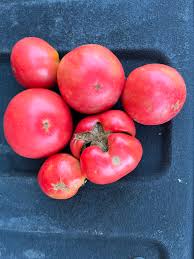 Afbeeldingsresultaat voor earliana tomato