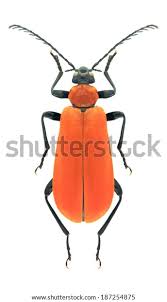 Attēlu rezultāti vaicājumam “Pyrochroa coccinea”