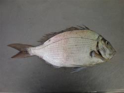 Image result for Stenotomus chrysops