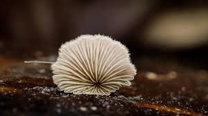 Attēlu rezultāti vaicājumam “Brefeldia maxima macro”