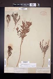 Attēlu rezultāti vaicājumam “Comatricha alta stalked”