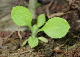 Attēlu rezultāti vaicājumam “Silene dioica leaf”
