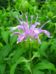 Attēlu rezultāti vaicājumam “Linaria loeselii fruit”