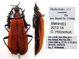Attēlu rezultāti vaicājumam “Pyrochroidae”