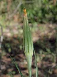 Attēlu rezultāti vaicājumam “Didymium xanthopus stalked”