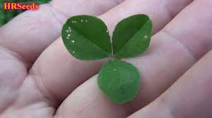 Attēlu rezultāti vaicājumam “Trifolium repens leaf”