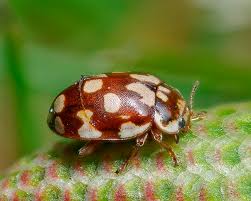 Attēlu rezultāti vaicājumam “Myrrha octodecimguttata”