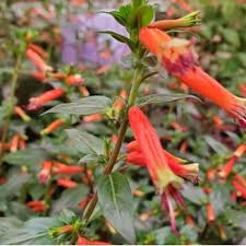 Attēlu rezultāti vaicājumam “Thuja plicata flower”