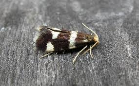 Attēlu rezultāti vaicājumam “Incurvariidae”