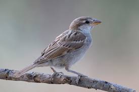 Image result for Passer hispaniolensis