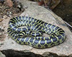 Attēlu rezultāti vaicājumam “Lycogala convexum”