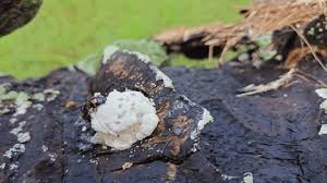 Attēlu rezultāti vaicājumam “Fuligo septica var. candida spores”