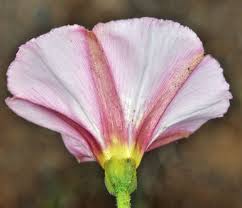 Attēlu rezultāti vaicājumam “Convolvulus arvensis flower”
