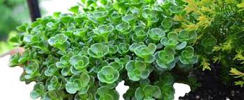 Attēlu rezultāti vaicājumam “Sedum aizoon fruit”