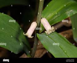 Attēlu rezultāti vaicājumam “Polygonatum verticillatum bud”