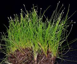 Attēlu rezultāti vaicājumam “Eleocharis acicularis”