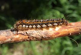 Attēlu rezultāti vaicājumam “Euthrix potatoria”