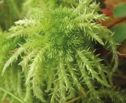 Attēlu rezultāti vaicājumam “Sphagnum squarrosum”