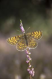 Attēlu rezultāti vaicājumam “Hamearis lucina”