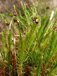Attēlu rezultāti vaicājumam “Polytrichum commune”